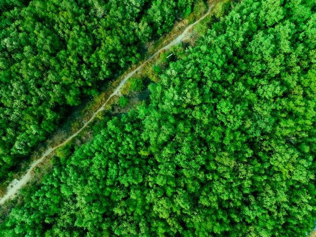 Vista aérea de un bosque con un sendero